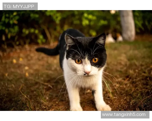 91猫先生糖心vlog-探秘糖心vlog背后的故事,遇见猫先生-91猫先生糖心vlog 91猫先生糖心vlog-探秘糖心vlog背后的故事,遇见猫先生-91猫先生糖心vlog